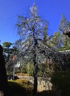 東長谷寺　薬王院(東京都)
