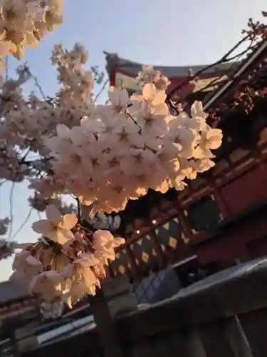 浅草寺の自然