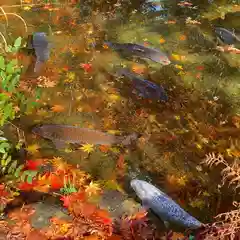 古峯神社の動物