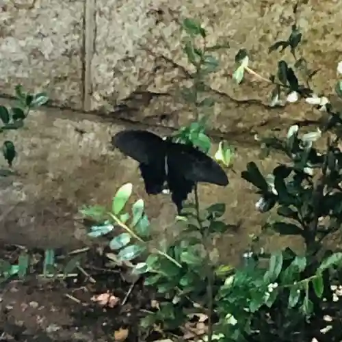 田無神社の動物
