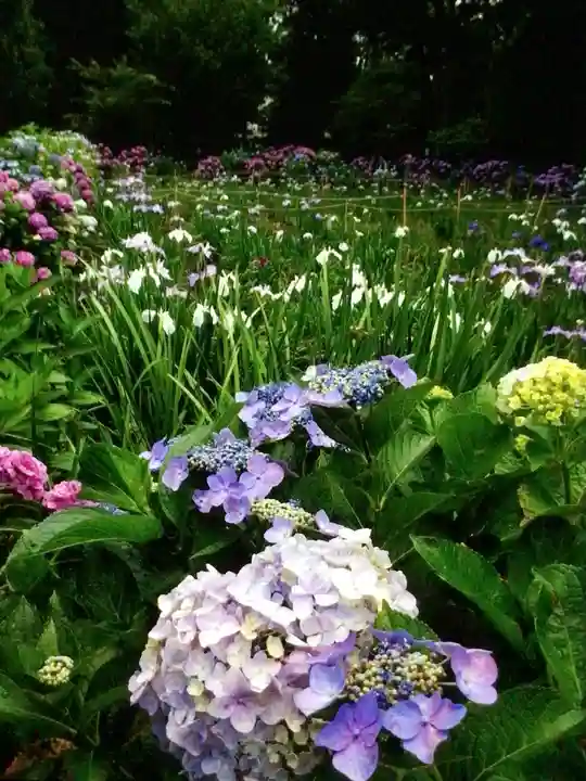 妙法寺(東京都)