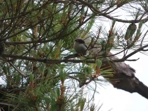 留辺蘂神社の動物