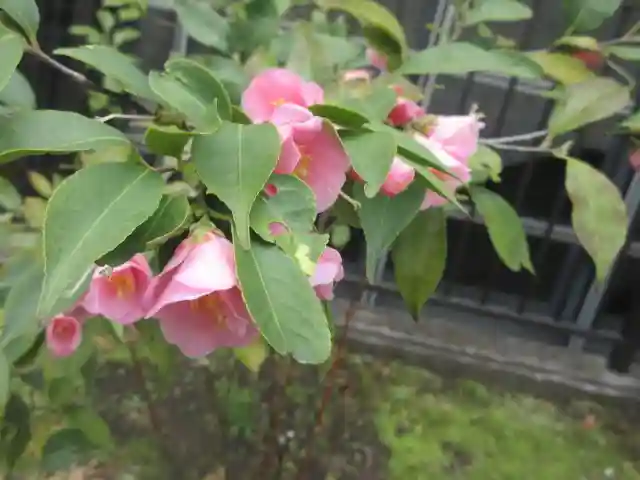 大巧寺(神奈川県)