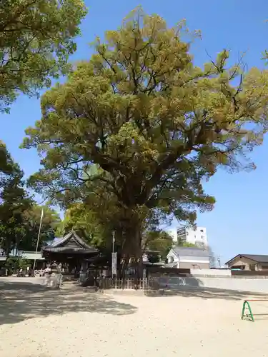 挙母神社の自然