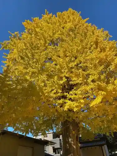 姪浜住吉神社の自然