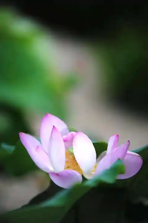 浄土寺(兵庫県)