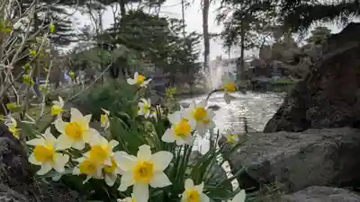 北海道護國神社の自然