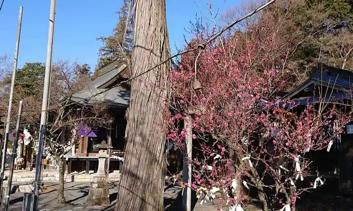賀茂別雷神社の自然