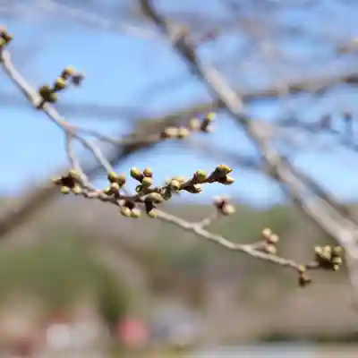 高司神社〜むすびの神の鎮まる社〜(福島県)