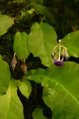 祇王寺(京都府)