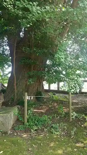 鹿嶋神社の自然