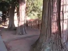 河口浅間神社の自然