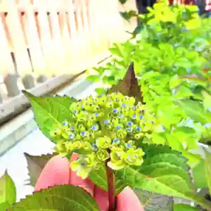 十日恵比須神社(福岡県)(2026年05月08日(金) 18時56分38秒投稿)