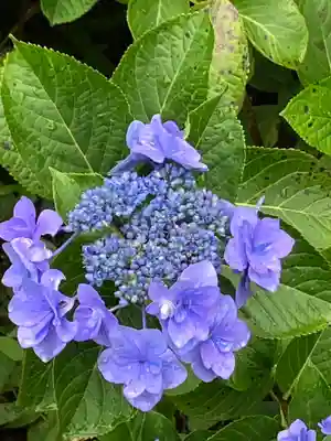 大山祇神社の自然