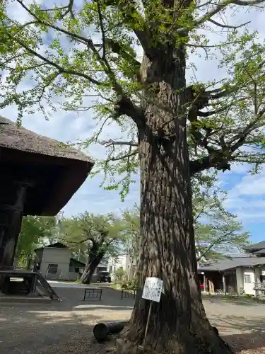恵隆寺(立木千手観音)(福島県)