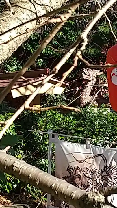 田無神社(東京都)