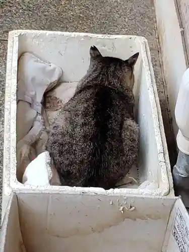 白金氷川神社の動物