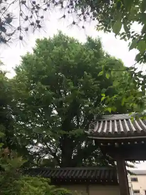 妙寿寺の自然