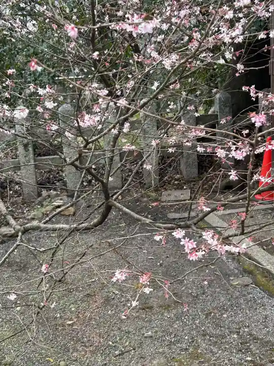 平野神社の自然