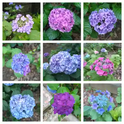 長命寺(東京都)