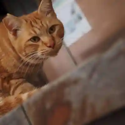 天王山 安楽寺(福井県)