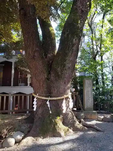 乃木神社の自然