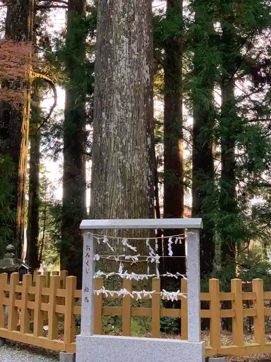 須山浅間神社のおみくじ
