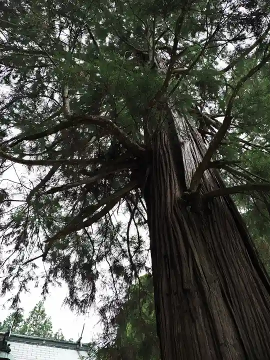 水主神社の自然