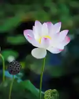 浄土寺(兵庫県)