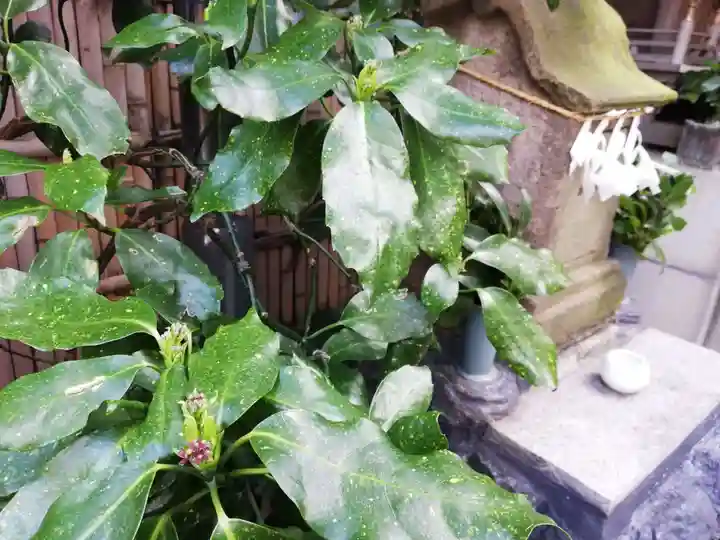 荏原金刀比羅神社の自然