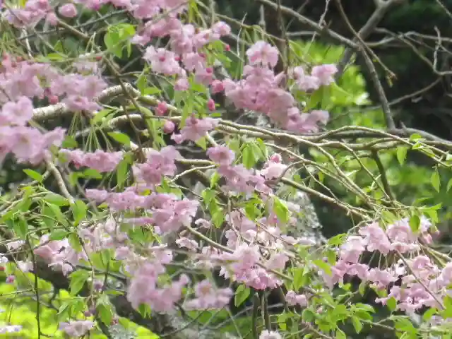 荏柄天神社の自然