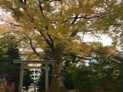 愛宕神社の鳥居