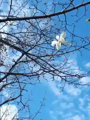 新琴似神社の自然