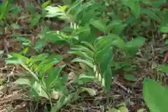 田村神社の自然