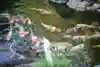 感通寺の動物