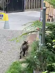 白山神社の動物