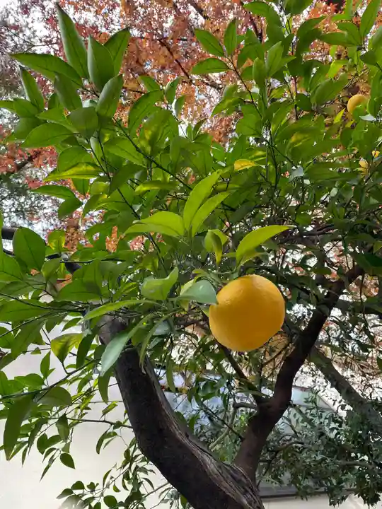鳥越神社の自然