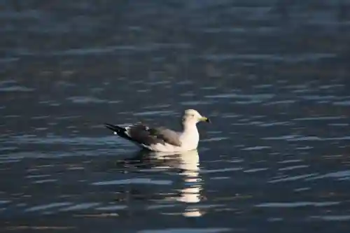諸口神社の動物