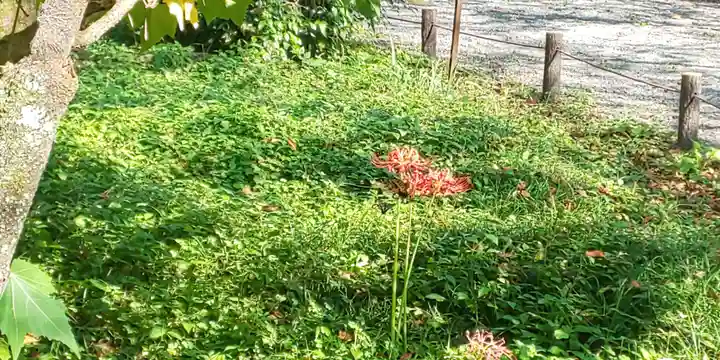平野神社の自然