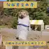 茂林寺の狛犬