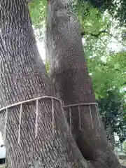 鳩ヶ谷氷川神社の自然