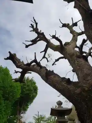 諏訪神社(東京都)