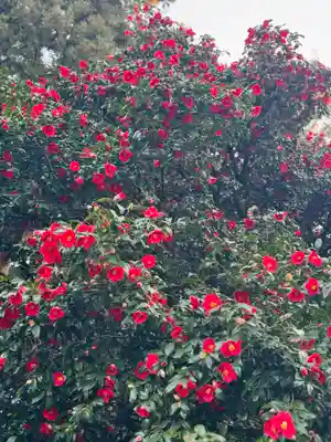 守りの神 藤基神社(新潟県)