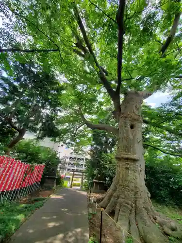 愛宕神社の自然