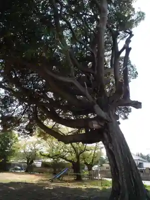 白山神社(千葉県)