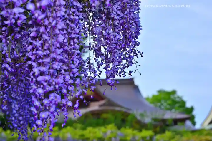 亀戸天神社(東京都)