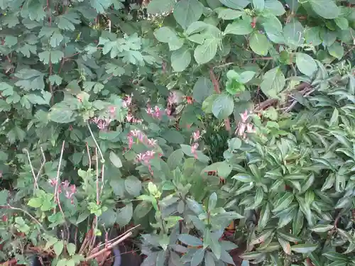 城山富士浅間神社(静岡県)
