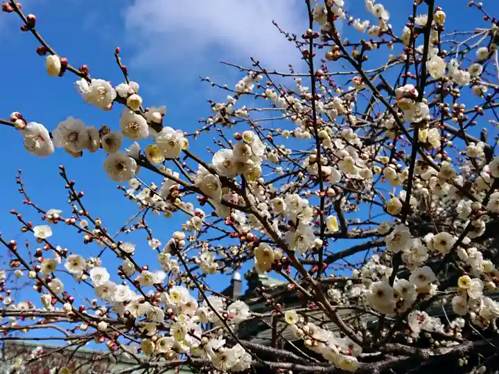 北野天満宮の自然