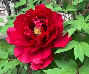 真言宗 善通寺派 薬王寺(香川県)(2023年04月15日(土) 08時01分39秒投稿)