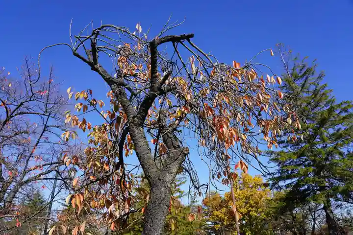 開成山大神宮の自然